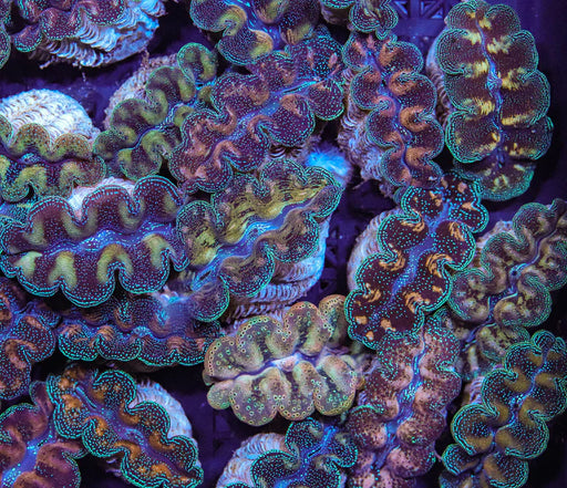 Cultured Crocea Clam
