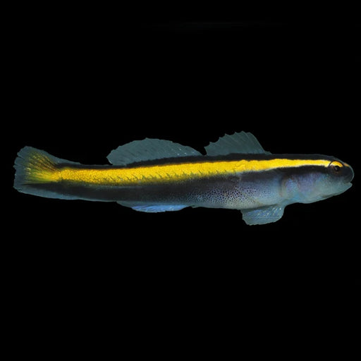 Gold Neon Goby
