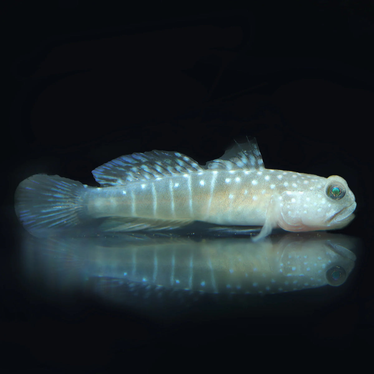 Watchman Goby Captive Bred