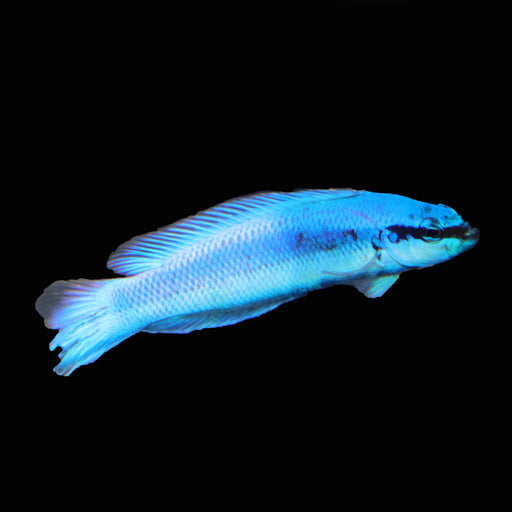 Indigo Dottyback