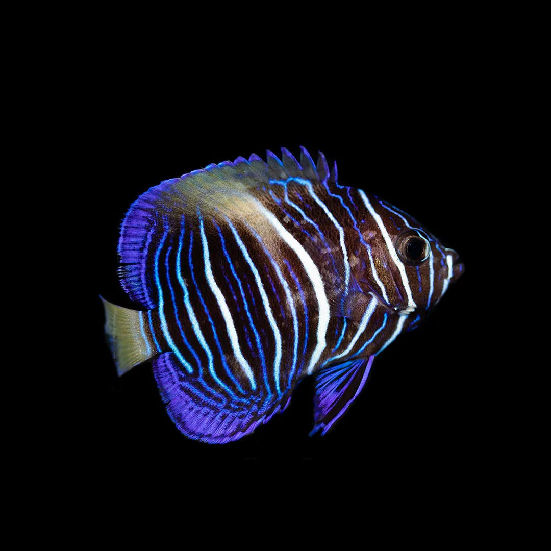Maculosus Angelfish