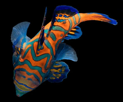 Captive-Bred Blue Mandarin Dragonet