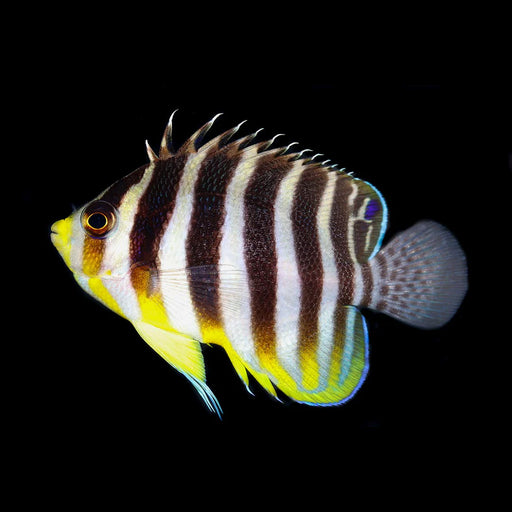 Multibar Angelfish Captive Bred