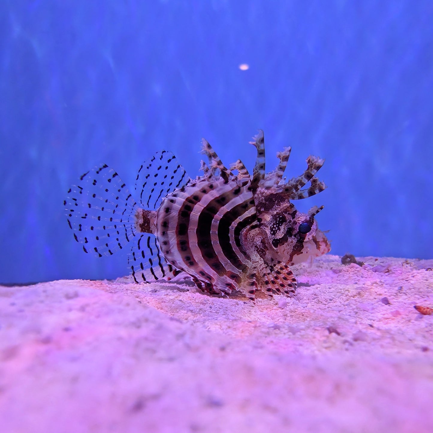 Zebra Dwarf Lionfish