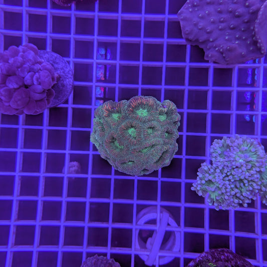 Green favia colony