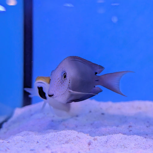 Lavender Tang