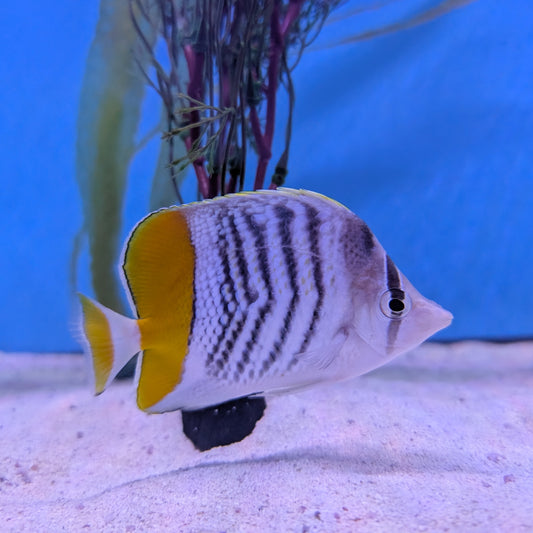 Mertensii Butterflyfish