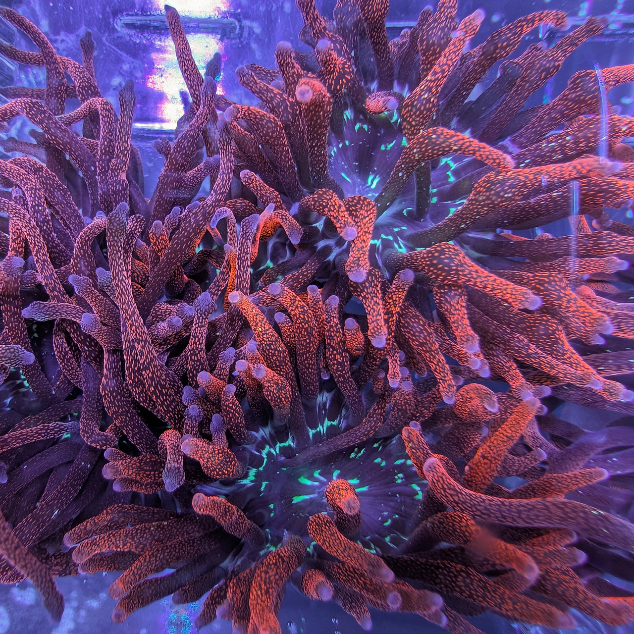 Rose Bubble Tip Anemone