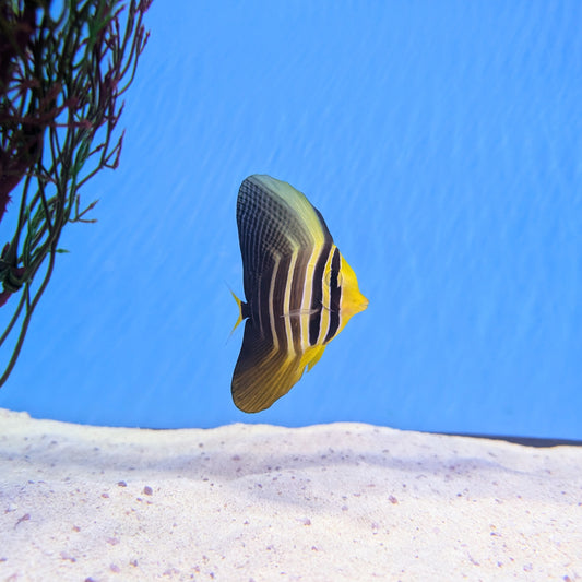 Sailfin Tang