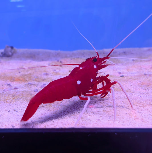 Fire Shrimp