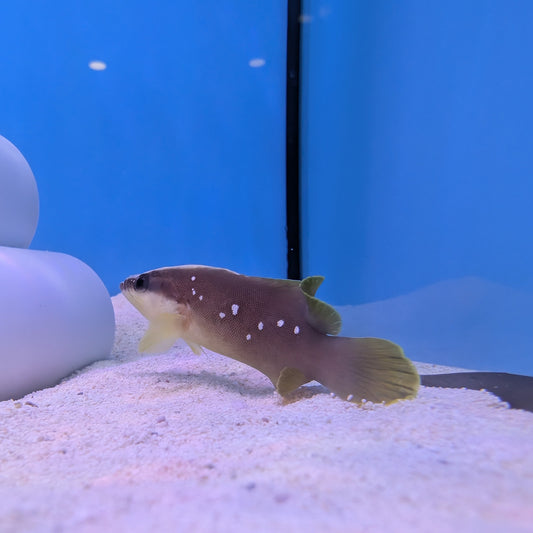 Caribbean White Spotted Soapfish