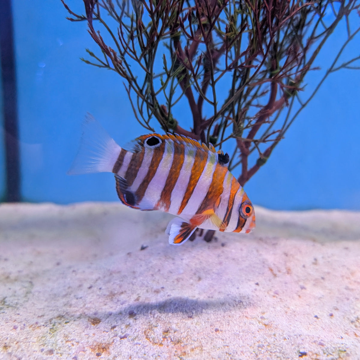 Harlequin Tuskfish