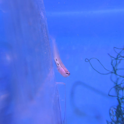 Two Spot Blenny
