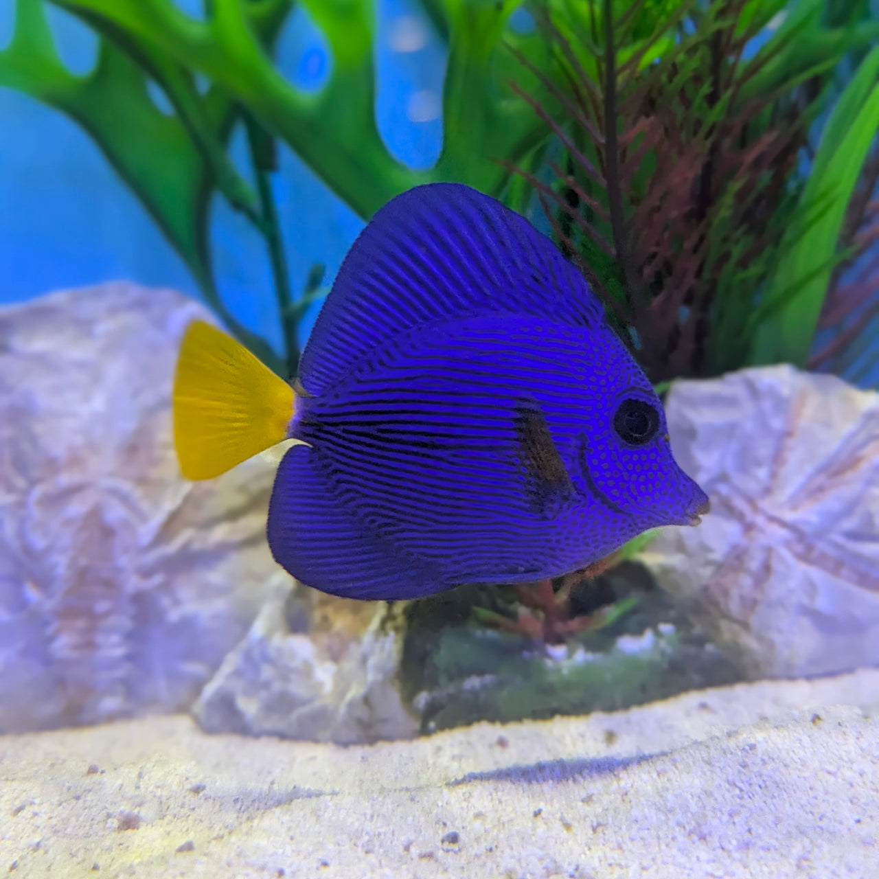 Purple Tang