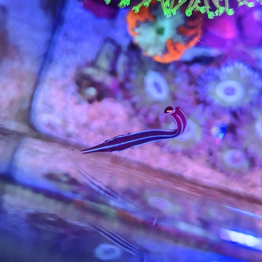 Yellow Stripe Urchin Clingfish