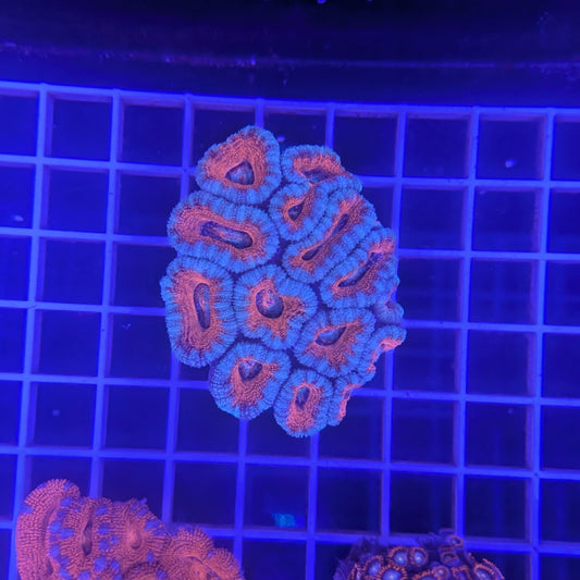 Red and Blue Acan Colony