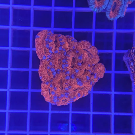 Red Striped Acan Colony