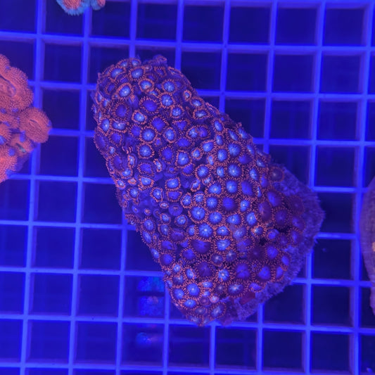 Zoa Combo Rock 5