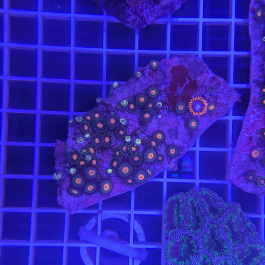 Zoa Combo Rock 4