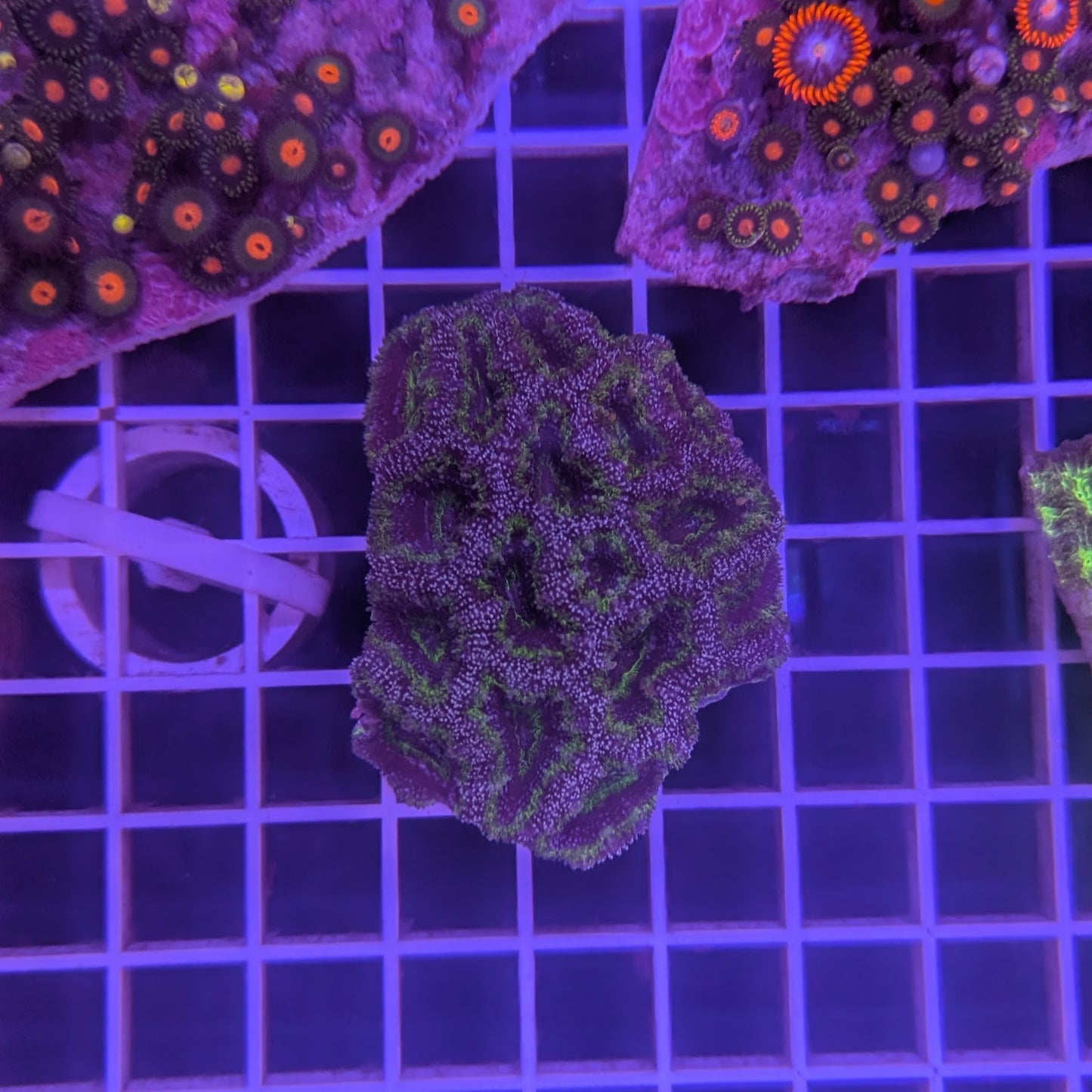 Green Acan Colony