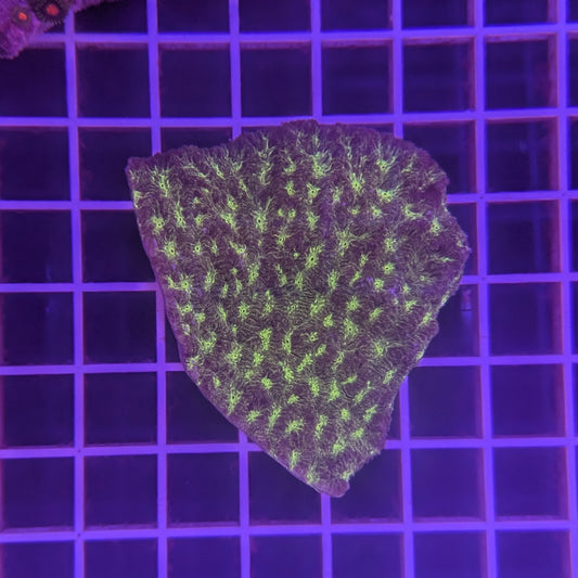 Green Leptastrea Mini Colony