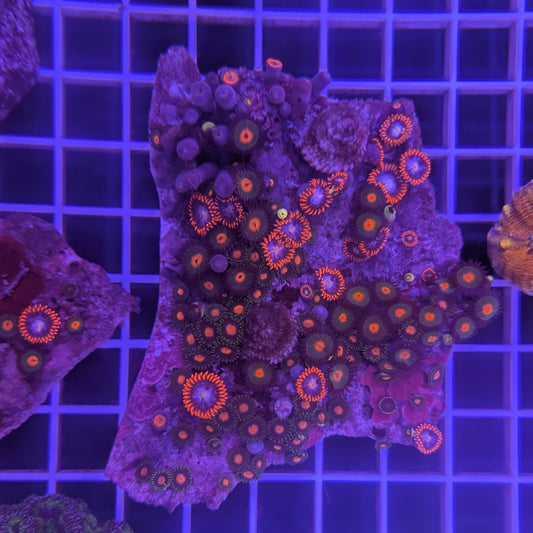 Zoa Combo Rock 3