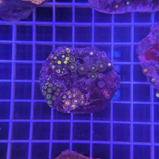 Zoa Combo Rock 2