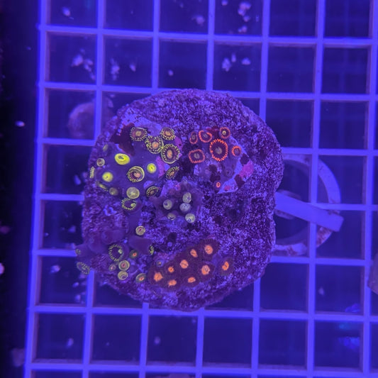 Zoa Combo Rock 1