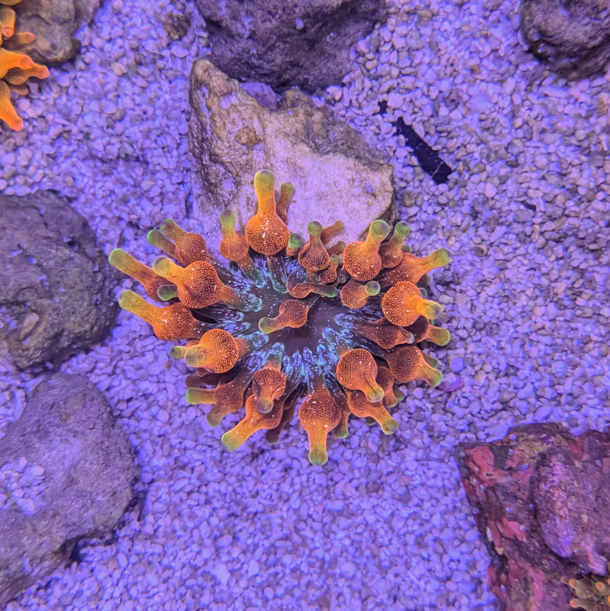Arizona Sunset Bubble Tip Anemone