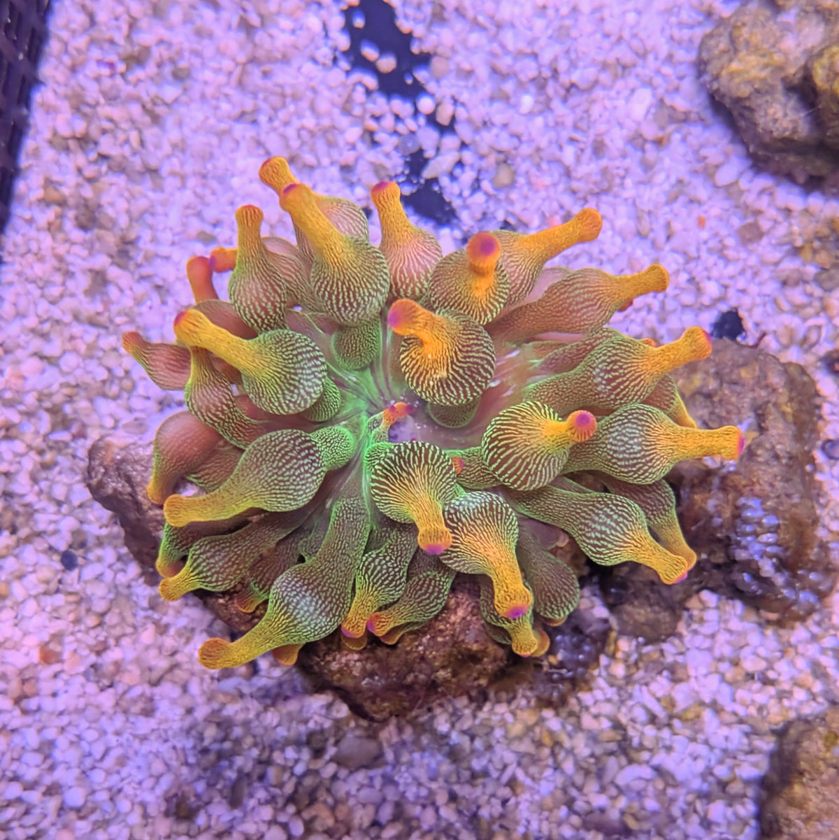 Holy Grail Bubble Tip Anemone