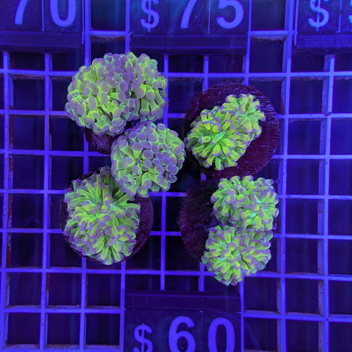 Holo Hammer B Grade