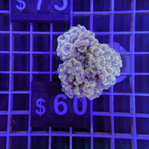 Peach Hammer Colony S