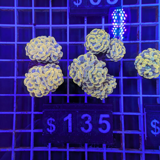 Gold Hammer L