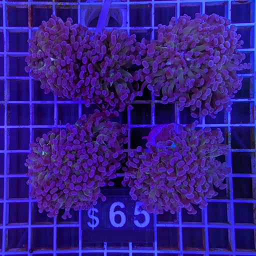 Purple Frammer Big Frag