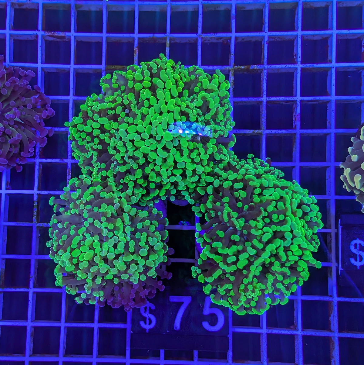 Green Frammer Big Frag