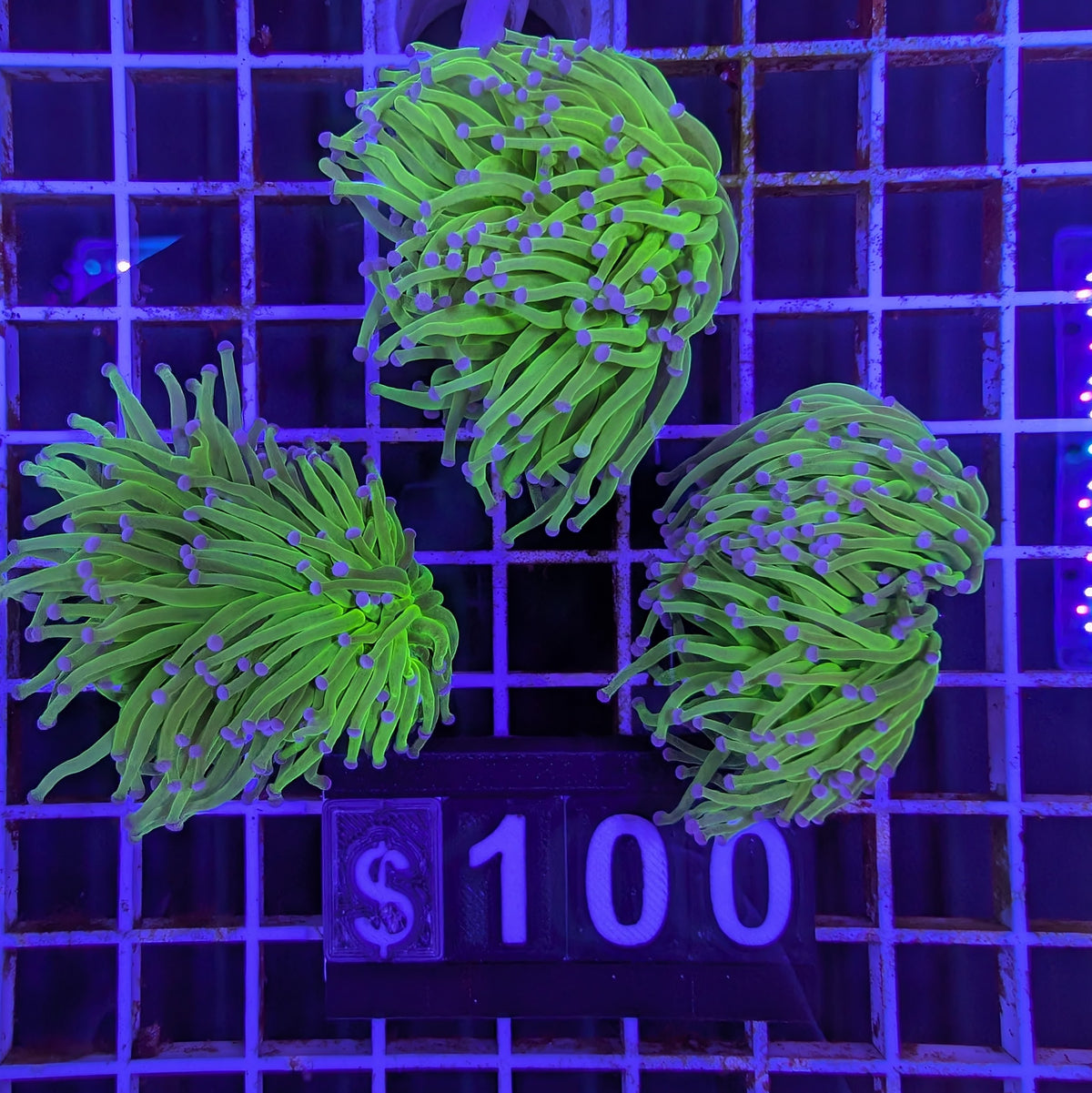 Blue Tip Green Torch