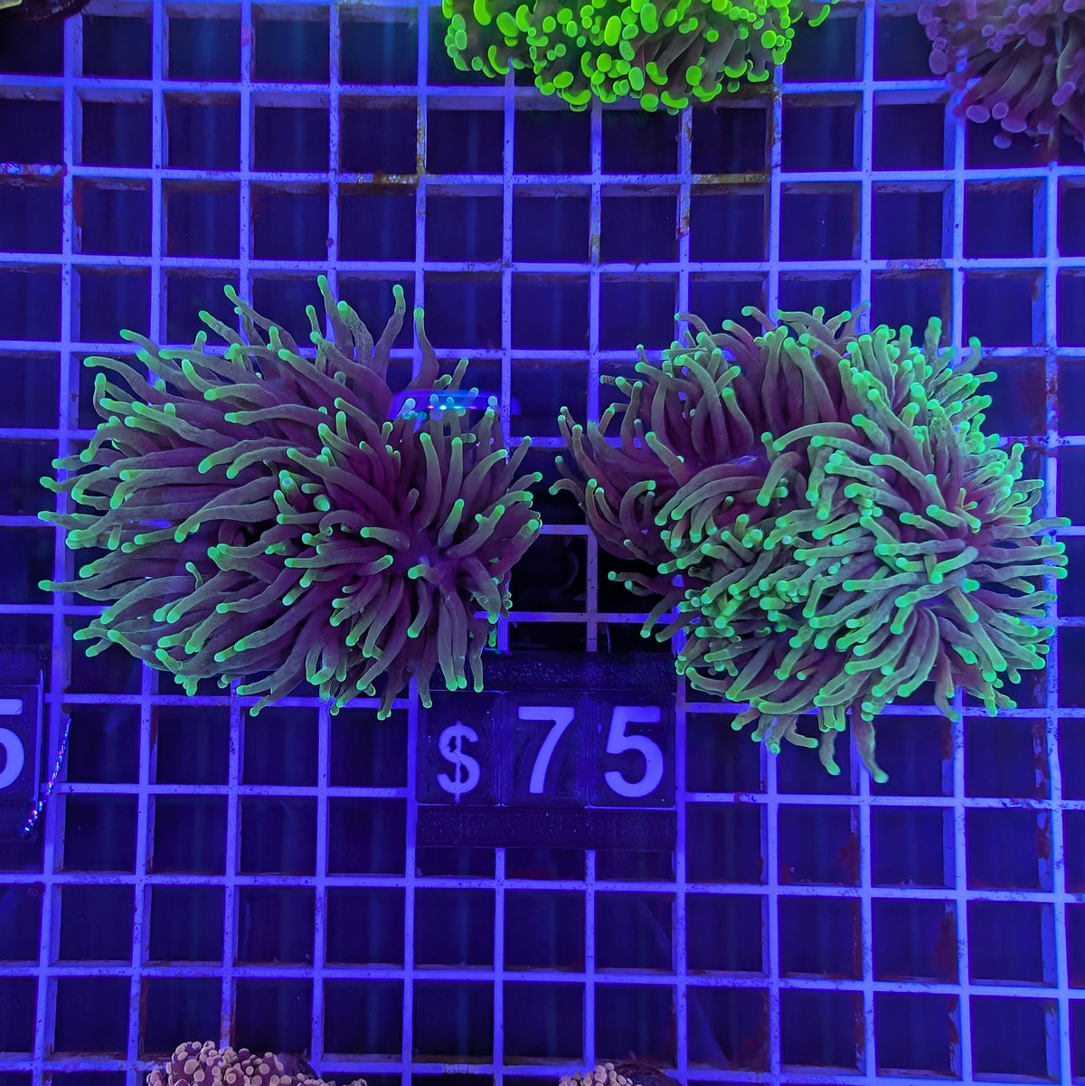 Green Tip Torch Large