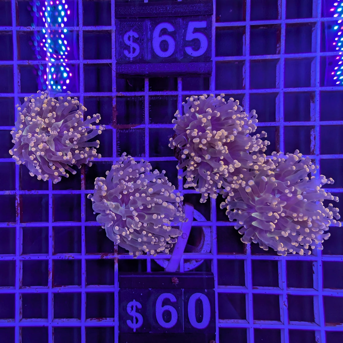 Pink Tip Frogspawn S