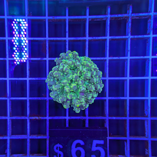 Green Octospawn