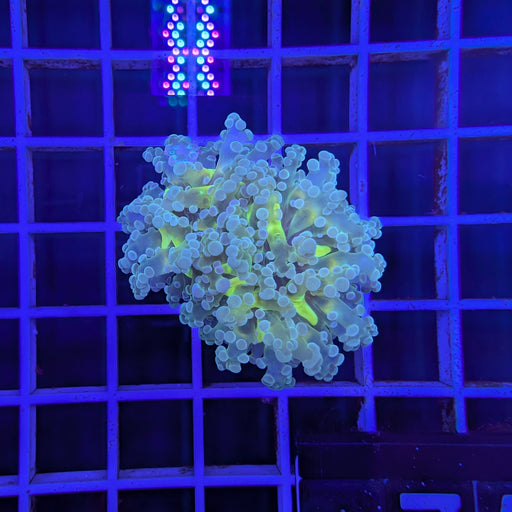 Blue Tip Green Frogspawn