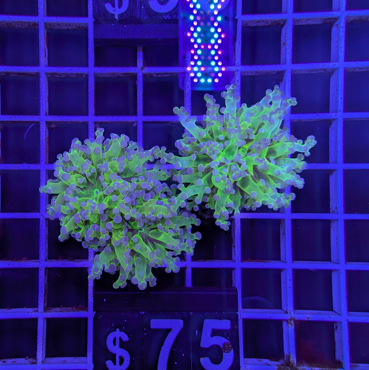 Purple Tip Green Frogspawn