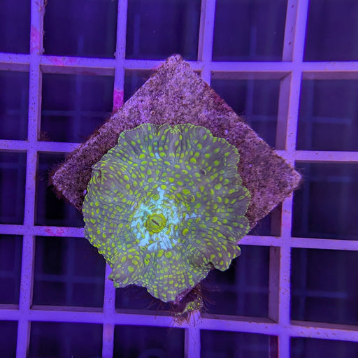 Green Speckled Disco Mushroom