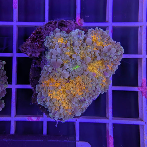 Ultra Yellow Yuma Mushroom