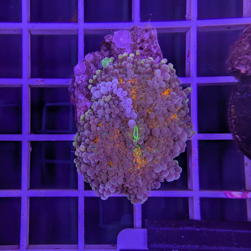 Ultra Orange Yuma Mushroom