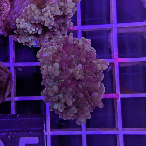 Grape Bunch Yuma Mushroom