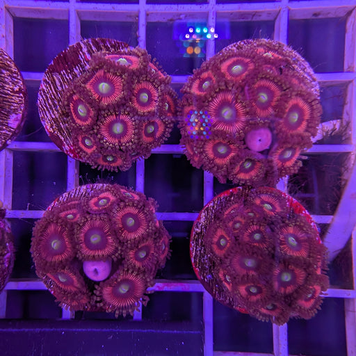 Pink People Eater Zoa