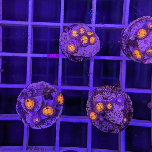 Halle Berry Zoa