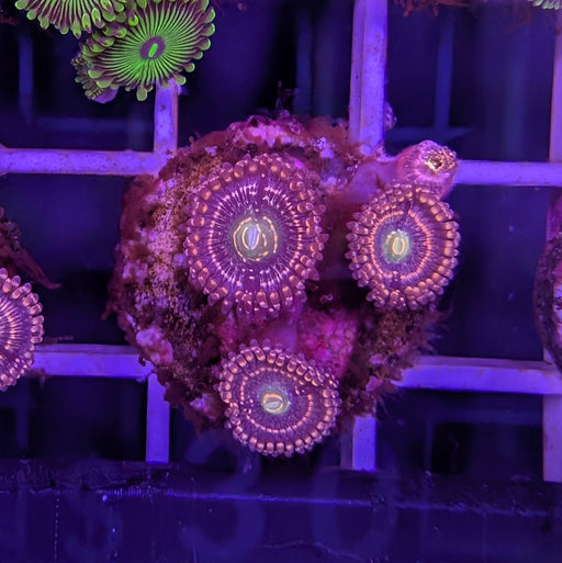 Snowglobe Zoa