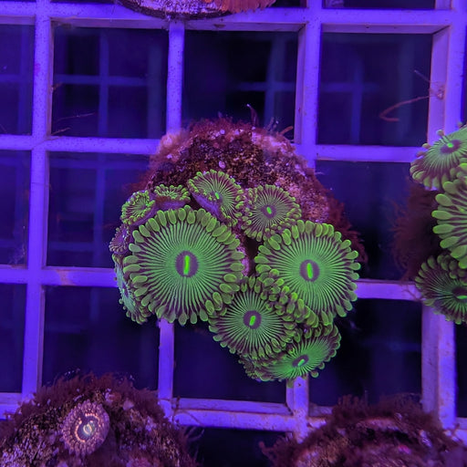 Green People Eater Zoa