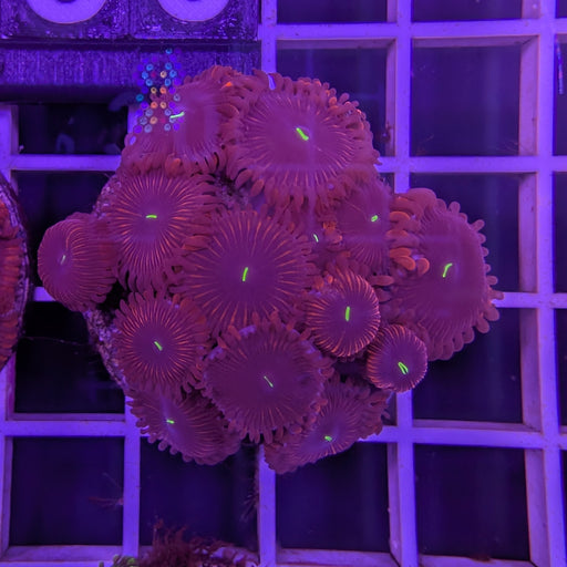 Red People Eater Zoa